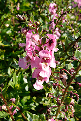 Aria Soft Pink Angelonia (Angelonia angustifolia 'Aria Soft Pink') at Stonegate Gardens