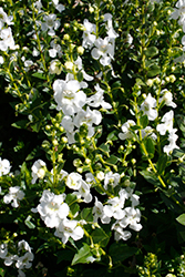 Aria White Angelonia (Angelonia angustifolia 'Aria White') at Stonegate Gardens