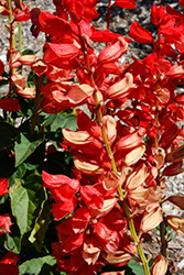 Scarlet King Salvia (Salvia splendens 'Scarlet King') at Stonegate Gardens