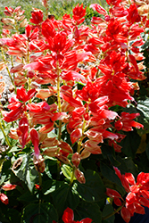 Vista Red And White Salvia (Salvia splendens 'PAS3287') at Stonegate Gardens