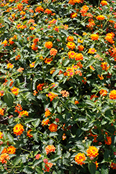 Landscape Bandana® Clementine Lantana (Lantana camara 'Landscape Bandana Clementine') at Stonegate Gardens