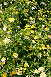Landscape Bandana Lemon Zest Lantana (Lantana camara 'Landscape Bandana Lemon Zest') at Stonegate Gardens