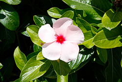 Pacifica XP Apricot Vinca (Catharanthus roseus 'Pacifica XP Apricot') at Stonegate Gardens