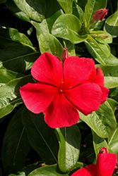 Pacifica XP Dark Red Vinca (Catharanthus roseus 'Pacifica XP Dark Red') at Stonegate Gardens