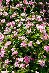 Pacifica XP Icy Pink Vinca (Catharanthus roseus 'Pacifica XP Icy Pink') at Stonegate Gardens
