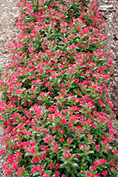 Soiree Kawaii Red Shades Vinca (Catharanthus roseus 'Soiree Kawai Red Shades') at Stonegate Gardens