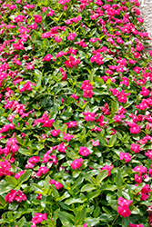 Cora Cascade Bright Rose Vinca (Catharanthus roseus 'Cora Cascade Bright Rose') at Stonegate Gardens