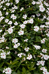 Cora Cascade Polka Dot Vinca (Catharanthus roseus 'Cora Cascade Polka Dot') at Stonegate Gardens