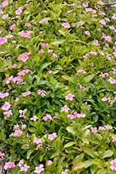 Cora Cascade Shell Pink Vinca (Catharanthus roseus 'Cora Cascade Shell Pink') at Stonegate Gardens