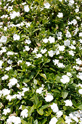 Cora Cascade White Vinca (Catharanthus roseus 'Cora Cascade White') at Stonegate Gardens