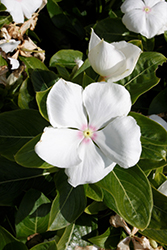 Vitesse White Vinca (Catharanthus roseus 'Vitesse White') at Stonegate Gardens