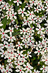 Soiree Kawaii White Peppermint Vinca (Catharanthus roseus 'Soiree Kawaii White Peppermint') at Stonegate Gardens
