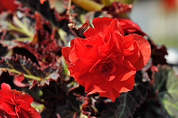 I'Conia Red Begonia (Begonia 'I'Conia Red') at Stonegate Gardens