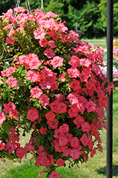 Easy Wave Coral Reef Petunia (Petunia 'Easy Wave Coral Reef') at Stonegate Gardens