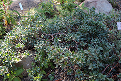 Green Bay Bearberry (Arctostaphylos uva-ursi 'Green Bay') at Stonegate Gardens
