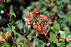 Canyon Blush Manzanita (Arctostaphylos 'Canyon Blush') at Lakeshore Garden Centres