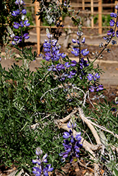 Silver Bush Lupine (Lupinus albifrons) at Stonegate Gardens