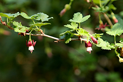 Bitter Gooseberry (Ribes amarum) at Stonegate Gardens