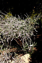 Desert Lavender (Condea emoryi) at Stonegate Gardens