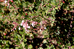 Buxifolia Hooker's Manzanita (Arctostaphylos hookeri 'Buxifolia') at Stonegate Gardens