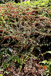 Fuchsia-flowered Gooseberry (Ribes speciosum) at Stonegate Gardens