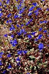 Desert Bluebells (Phacelia campanularia) at Stonegate Gardens