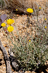 Desert Marigold (Baileya multiradiata) at Stonegate Gardens