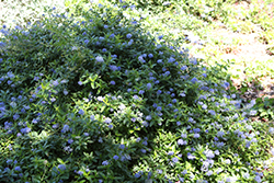 Joyce Coulter Creeping California Lilac (Ceanothus 'Joyce Coulter') at Stonegate Gardens