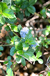 Joyce Coulter Creeping California Lilac (Ceanothus 'Joyce Coulter') at Stonegate Gardens