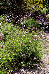 Lilac Verbena (Verbena lilacina) at A Very Successful Garden Center