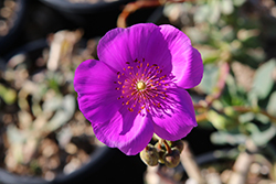 Jazz Time Rock Purslane (Cistanthe grandiflora 'Jazz Time') at Lakeshore Garden Centres