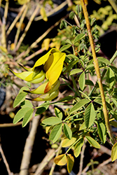 Canary Bird Bush (Crotalaria agatiflora) at Stonegate Gardens