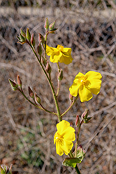 Yellow Rockrose (Halimium atriplicifolium) at Stonegate Gardens
