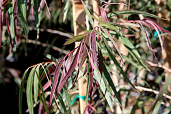 Burgundy Peppermint Willow (Agonis flexuosa 'Burgundy') at Lakeshore Garden Centres