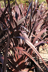 Wildwood New Zealand Flax (Phormium 'Wildwood') at Stonegate Gardens