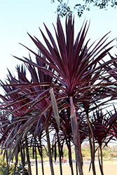 Pink Passion Cabbage Palm (Cordyline australis 'Seipin') at Stonegate Gardens