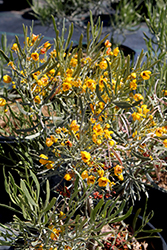 Silver Leaf Cassia (Senna phyllodinea) at Lakeshore Garden Centres