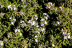 Lilac Gem Coast Rosemary (Westringia 'Lilac Gem') at Stonegate Gardens