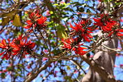 Australian Coral Tree (Erythrina x sykesii) at Stonegate Gardens