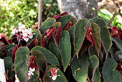 Ramirez Begonia (Begonia 'Ramirez') at Stonegate Gardens