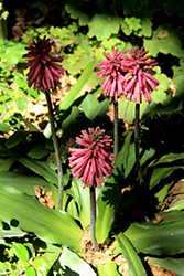 Forest Lily (Veltheimia bracteata) at Stonegate Gardens