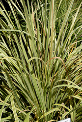Lucky Stripe Mat Rush (Lomandra hystrix 'LMV200') at A Very Successful Garden Center