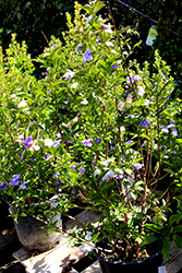 Yesterday Today And Tomorrow (Brunfelsia pauciflora 'Floribunda') at Stonegate Gardens