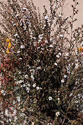 Snow White Tea-Tree (Leptospermum scoparium 'Snow White') at Stonegate Gardens