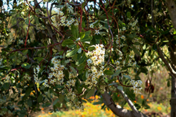 Tonyon (Heteromeles arbutifolia) at Stonegate Gardens