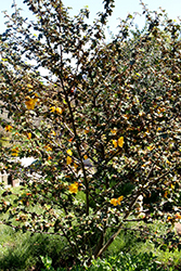 Dara's Gold Fremontodendron (Fremontodendron 'Dara's Gold') at Stonegate Gardens