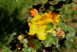 Dara's Gold Fremontodendron (Fremontodendron 'Dara's Gold') at Stonegate Gardens