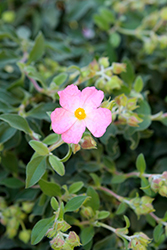 Silver Pink Rockrose (Cistus x argenteus 'Silver Pink') at Stonegate Gardens