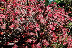 Crown Of Thorns (Euphorbia milii) at Lakeshore Garden Centres