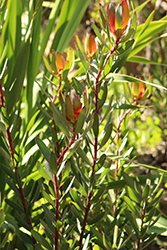 Summer Red Conebush (Leucadendron salignum 'Summer Red') at Stonegate Gardens